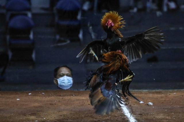 (FILES) This photo taken on March 22, 2022 shows roosters squaring off during a cockfight at the World Slasher Cup 2022 in Manila. The Philippines justice secretary said on July 4, 2025 he has asked for Japan's technical assistance in searching for dozens of cockfighting participants allegedly killed by rogue police and dumped in a lake south of Manila. (Photo by JAM STA ROSA / AFP)