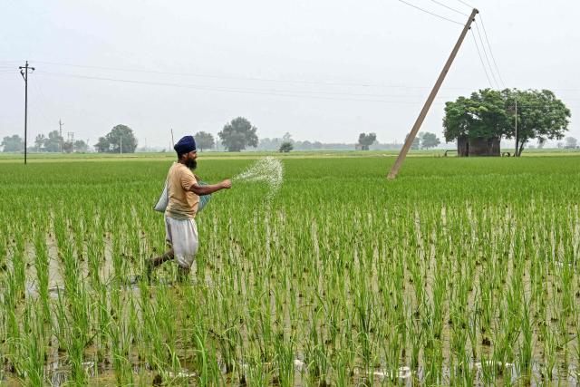 A farmer sprinkles fertiliser in a paddy field on the outskirts of Amritsar on July 5, 2025. New Delhi and Washington have been locked in multiple rounds of talks, with hopes for an interim pact to avert the 26 percent "reciprocal" tolls meted out to India. (Photo by Narinder NANU / AFP)