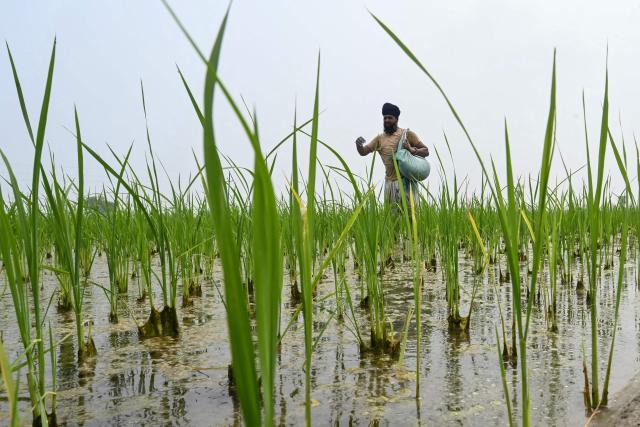 A farmer sprinkles fertiliser in a paddy field on the outskirts of Amritsar on July 5, 2025. New Delhi and Washington have been locked in multiple rounds of talks, with hopes for an interim pact to avert the 26 percent "reciprocal" tolls meted out to India. (Photo by Narinder NANU / AFP)