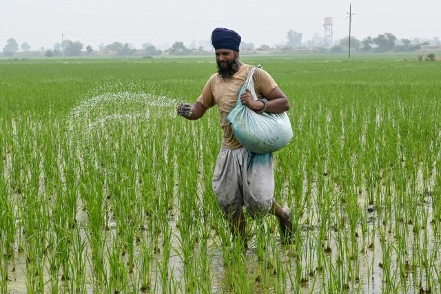 A farmer sprinkles fertiliser in a paddy field on the outskirts of Amritsar on July 5, 2025. New Delhi and Washington have been locked in multiple rounds of talks, with hopes for an interim pact to avert the 26 percent "reciprocal" tolls meted out to India. (Photo by Narinder NANU / AFP)