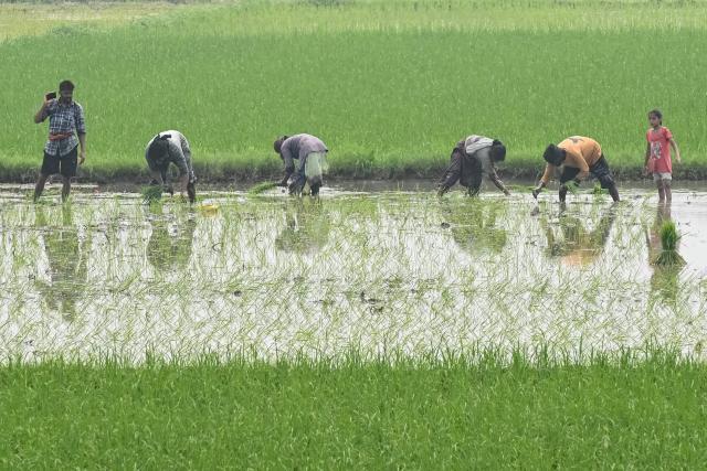 Farmers plant rice saplings at a waterlogged rice field on the outskirts of Amritsar on July 5, 2025. New Delhi and Washington have been locked in multiple rounds of talks, with hopes for an interim pact to avert the 26 percent "reciprocal" tolls meted out to India. (Photo by Narinder NANU / AFP)