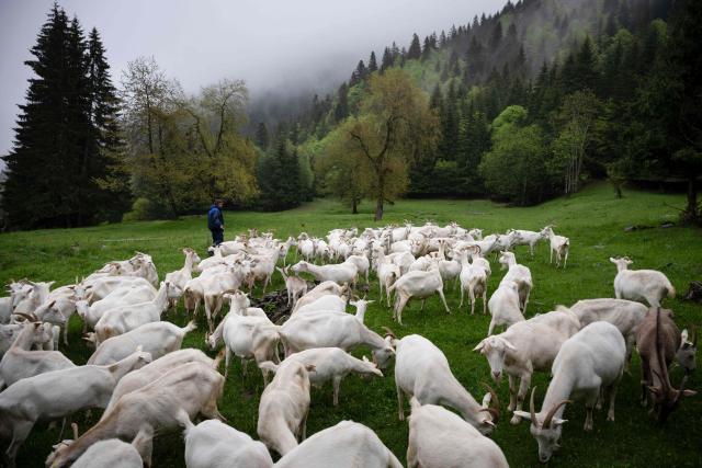 An inmates herds goats in Rodopi mountain near the Smolyan prison on May 13, 2025. At a prison nestled deep in Bulgaria's southern Rhodope mountains, Georgi Filyanov stirs a large tank of curdling milk to make traditional feta-like cheese in the facility's dairy operation. Filyanov is the latest success story to emerge from the dairy located inside Smolyan prison, where about 15 selected inmates produce some of Bulgaria's most sought-after cheese and yogurt. (Photo by Nikolay DOYCHINOV / AFP)