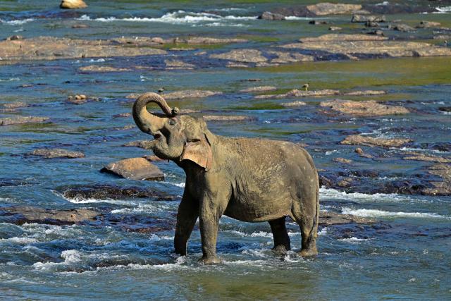 An elephant bathes in a river at the Pinnawala Elephant Orphanage in Pinnawala, about 90 kms from Colombo on July 6, 2025. (Photo by Ishara S. KODIKARA / AFP)