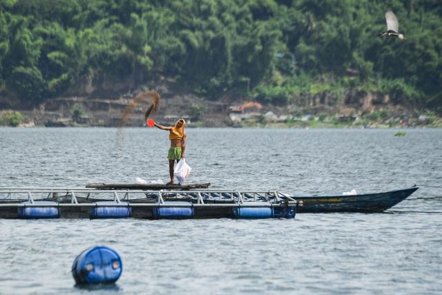 A worker throws feeds inside a fish cage along Taal Lake off Laurel town, Batangas province, south of Manila, on July 10, 2025. (Photo by Ted ALJIBE / AFP)