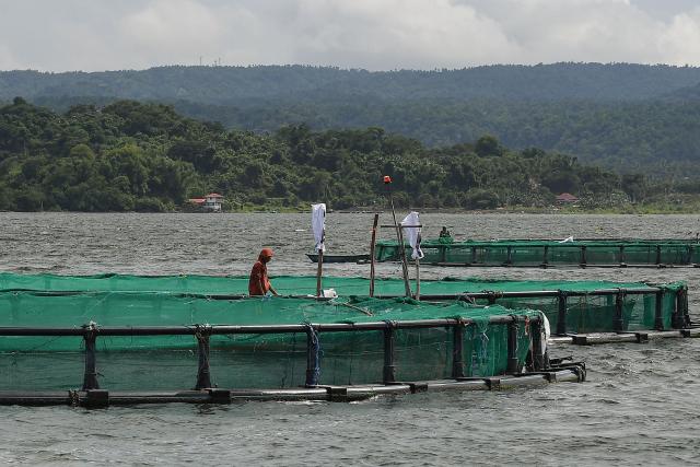 A worker stands on fish cages along Taal Lake off Laurel town, Batangas province, south of Manila, on July 10, 2025. (Photo by Ted ALJIBE / AFP)