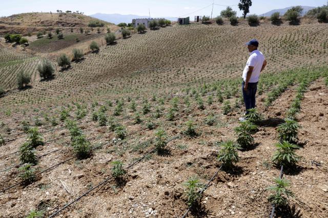 A farmer inspects a cannabis plantation in Bab Berred, 70km southeast of Morocco's rural northern province of Chefchaouen on July 11, 2025. Morocco passed a law in 2021 allowing the cultivation of medical and industrial-use cannabis in areas of Rif, a mountainous region that has long been a major source of illicit hashish, a stronger derivative of cannabis, smuggled to Europe. (Photo by Abdel Majid BZIOUAT / AFP)