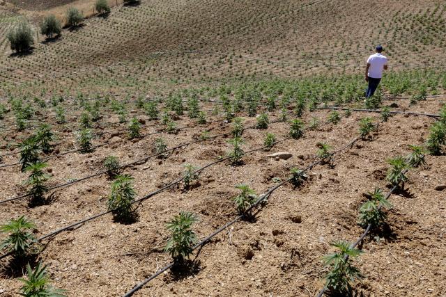 A farmer inspects a cannabis plantation in Bab Berred, 70km southeast of Morocco's rural northern province of Chefchaouen on July 11, 2025. Morocco passed a law in 2021 allowing the cultivation of medical and industrial-use cannabis in areas of Rif, a mountainous region that has long been a major source of illicit hashish, a stronger derivative of cannabis, smuggled to Europe. (Photo by Abdel Majid BZIOUAT / AFP)