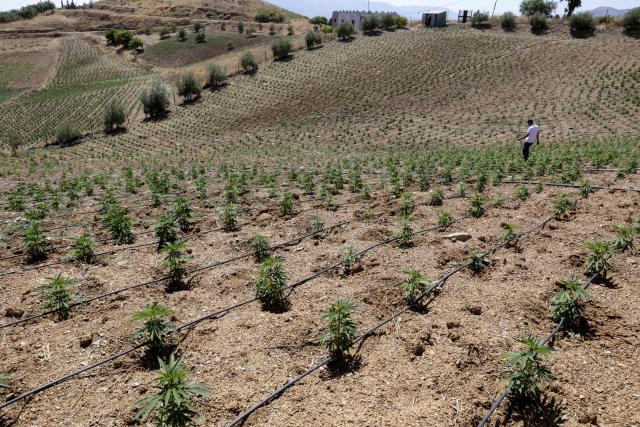 A farmer inspects a cannabis plantation in Bab Berred, 70km southeast of Morocco's rural northern province of Chefchaouen on July 11, 2025. Morocco passed a law in 2021 allowing the cultivation of medical and industrial-use cannabis in areas of Rif, a mountainous region that has long been a major source of illicit hashish, a stronger derivative of cannabis, smuggled to Europe. (Photo by Abdel Majid BZIOUAT / AFP)