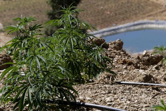 This picture shows cannabis plants in Bab Berred, 70km southeast of Morocco's rural northern province of Chefchaouen on July 11, 2025. Morocco passed a law in 2021 allowing the cultivation of medical and industrial-use cannabis in areas of Rif, a mountainous region that has long been a major source of illicit hashish, a stronger derivative of cannabis, smuggled to Europe. (Photo by Abdel Majid BZIOUAT / AFP)