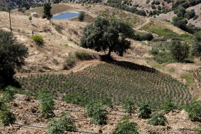 This picture shows a cannabis plantation in Bab Berred, 70km southeast of Morocco's rural northern province of Chefchaouen on July 11, 2025. Morocco passed a law in 2021 allowing the cultivation of medical and industrial-use cannabis in areas of Rif, a mountainous region that has long been a major source of illicit hashish, a stronger derivative of cannabis, smuggled to Europe. (Photo by Abdel Majid BZIOUAT / AFP)