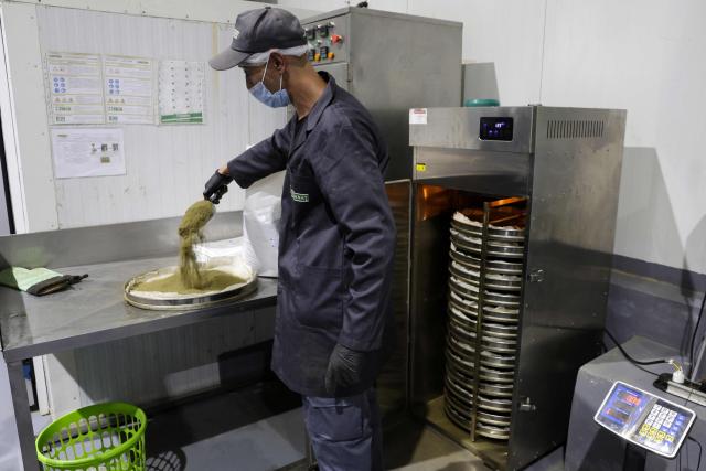 A worker prepares cannabis to be placed in a drier at Biocannat, a cannabis processing factory in Bab Berred, southeast of Morocco's rural northern province of Chefchaouen, on July 11, 2025. Morocco passed a law in 2021 allowing the cultivation of medical and industrial-use cannabis in areas of Rif, a mountainous region that has long been a major source of illicit hashish, a stronger derivative of cannabis, smuggled to Europe. (Photo by Abdel Majid BZIOUAT / AFP)