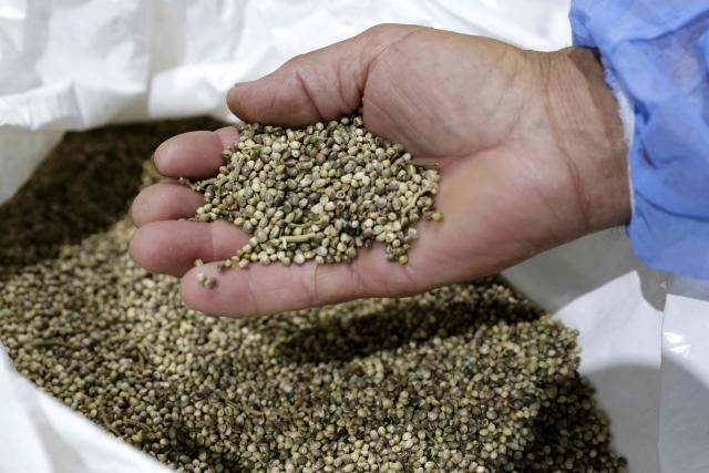 A worker shows cannabis seeds at Biocannat, a cannabis processing factory in Bab Berred, southeast of Morocco's rural northern province of Chefchaouen, on July 11, 2025. Morocco passed a law in 2021 allowing the cultivation of medical and industrial-use cannabis in areas of Rif, a mountainous region that has long been a major source of illicit hashish, a stronger derivative of cannabis, smuggled to Europe. (Photo by Abdel Majid BZIOUAT / AFP)