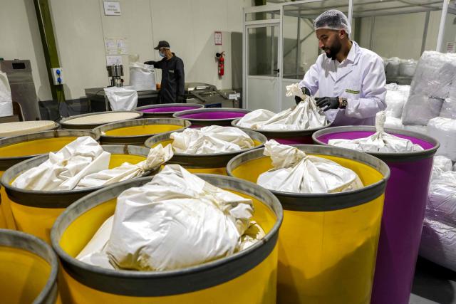 Workers prepare bags of harvested cannabis at Biocannat, a cannabis processing factory in Bab Berred, southeast of Morocco's rural northern province of Chefchaouen, on July 11, 2025. Morocco passed a law in 2021 allowing the cultivation of medical and industrial-use cannabis in areas of Rif, a mountainous region that has long been a major source of illicit hashish, a stronger derivative of cannabis, smuggled to Europe. (Photo by Abdel Majid BZIOUAT / AFP)