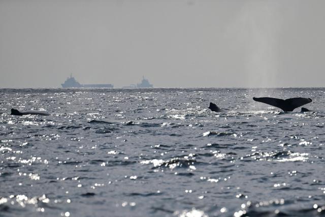 A group of humpback whales is seen during a Nas Mares social business expedition designed to give children from the Favela Radical NGO, their first whale-watching experience by boat, off the coast of Rio de Janeiro, Brazil on July 15, 2025. (Photo by Pablo PORCIUNCULA / AFP)