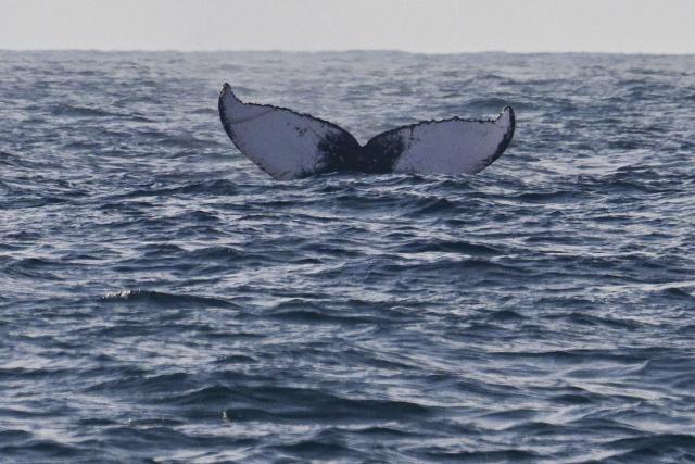 A humpback whale is seen during a Nas Mares social business expedition designed to give children from the Favela Radical NGO, their first whale-watching experience by boat, off the coast of Rio de Janeiro, Brazil on July 15, 2025. (Photo by Pablo PORCIUNCULA / AFP)