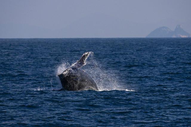 A humpback whale is seen during a Nas Mares social business expedition designed to give children from the Favela Radical NGO, their first whale-watching experience by boat, off the coast of Rio de Janeiro, Brazil on July 15, 2025. (Photo by Pablo PORCIUNCULA / AFP)