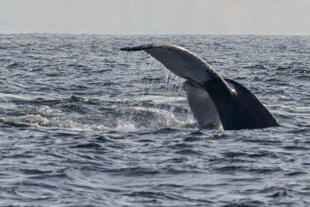 A humpback whale is seen during a Nas Mares social business expedition designed to give children from the Favela Radical NGO, their first whale-watching experience by boat, off the coast of Rio de Janeiro, Brazil on July 15, 2025. (Photo by Pablo PORCIUNCULA / AFP)