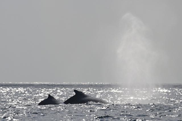 A group of humpback whales is seen during a Nas Mares social business expedition designed to give children from the Favela Radical NGO, their first whale-watching experience by boat, off the coast of Rio de Janeiro, Brazil on July 15, 2025. (Photo by Pablo PORCIUNCULA / AFP)