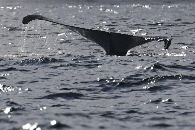 A humpback whale is seen during a Nas Mares social business expedition designed to give children from the Favela Radical NGO, their first whale-watching experience by boat, off the coast of Rio de Janeiro, Brazil on July 15, 2025. (Photo by Pablo PORCIUNCULA / AFP)