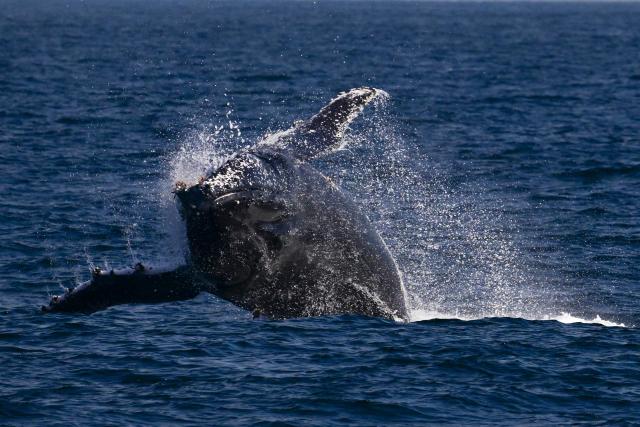 A humpback whale is seen during a Nas Mares social business expedition designed to give children from the Favela Radical NGO, their first whale-watching experience by boat, off the coast of Rio de Janeiro, Brazil on July 15, 2025. (Photo by Pablo PORCIUNCULA / AFP)