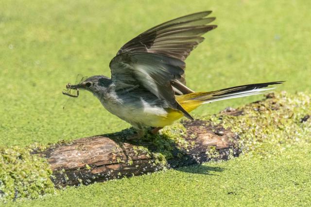 This photograph shows a grey wagtail, a passerine bird holding a damselfly in its beak at the Bois de Vincennes park, in eastern Paris, on August 14, 2025. (Photo by Martin LELIEVRE / AFP)