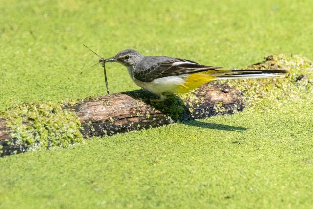 This photograph shows a grey wagtail, a passerine bird holding a damselfly in its beak at the Bois de Vincennes park, in eastern Paris, on August 14, 2025. (Photo by Martin LELIEVRE / AFP)