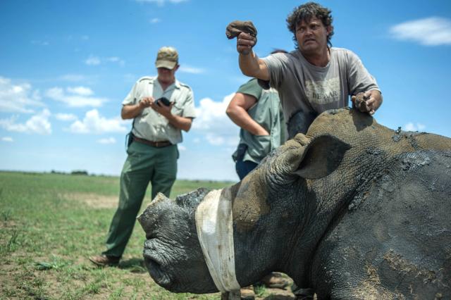 (FILES) A ranger stands next to a de-horned sedated rhino after his horn was trimmed at John Hume's Rhino Ranch in Klerksdorp, in the North Western Province of South Africa, on February 3, 2016. The former owner of a huge South African rhino conservation farm was arrested Tuesday on charges of smuggling the horns of the endangered animals, police said. 
John Hume was arrested alongside five others following a seven-year "complex investigation into transnational trafficking of rhino horns", the police's specialised Hawks unit said. (Photo by MUJAHID SAFODIEN / AFP)