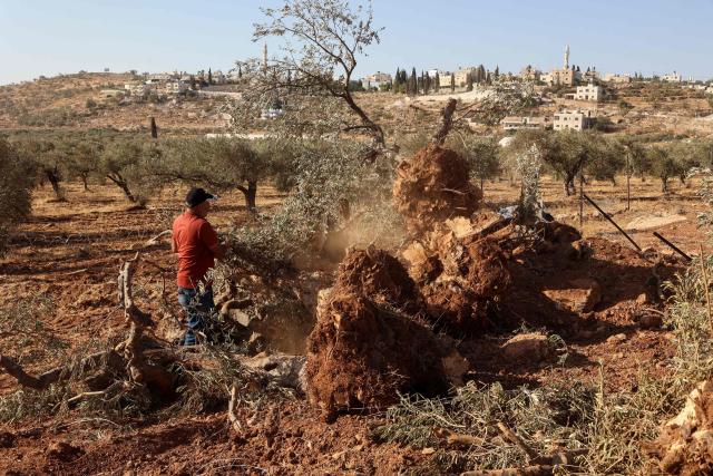 A Palestinian man inspects olive trees reportedly uprooted by Israeli soldiers with a bulldozer in the occupied West Bank village of Al-Mughayyir, north of Ramallah, on August 24, 2025. (Photo by Zain JAAFAR / AFP)