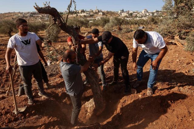 Palestinian men replant an olive tree reportedly uprooted by Israeli soldiers using a bulldozer in the occupied West Bank village of Al-Mughayyir, north of Ramallah, on August 24, 2025. (Photo by Zain JAAFAR / AFP)