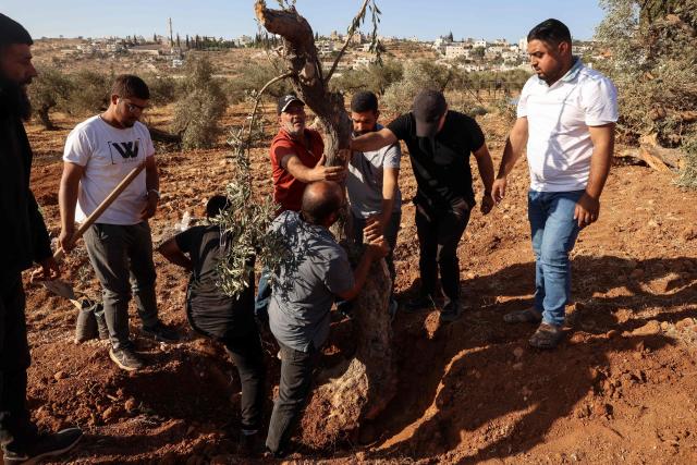 Palestinian men replant an olive tree reportedly uprooted by Israeli soldiers using a bulldozer in the occupied West Bank village of Al-Mughayyir, north of Ramallah, on August 24, 2025. (Photo by Zain JAAFAR / AFP)