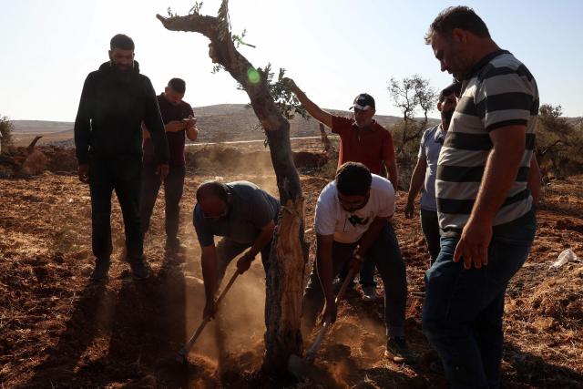 Palestinian men replant an olive tree reportedly uprooted by Israeli soldiers using a bulldozer in the occupied West Bank village of Al-Mughayyir, north of Ramallah, on August 24, 2025. (Photo by Zain JAAFAR / AFP)
