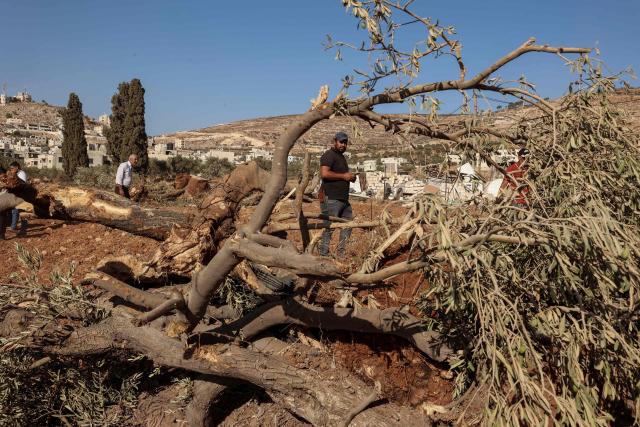 Palestinian men check olive trees reportedly uprooted by Israeli soldiers using a bulldozer in the occupied West Bank village of Al-Mughayyir, north of Ramallah, on August 24, 2025. (Photo by Zain JAAFAR / AFP)