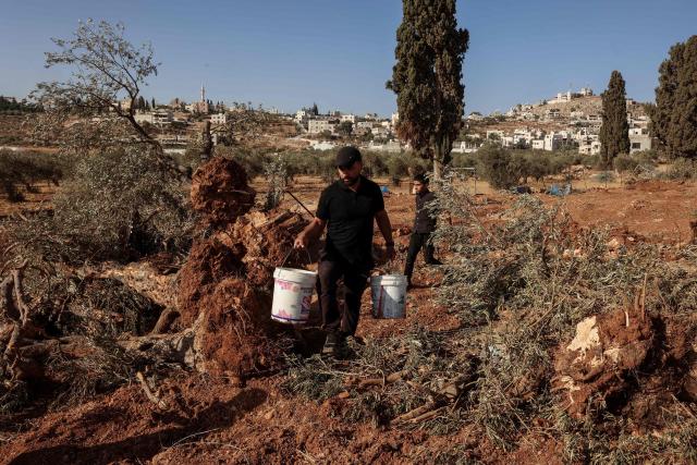 A Palestinian man carrying buckets of water walks past olive trees reportedly uprooted by Israeli soldiers using a bulldozer, in the occupied West Bank village of Al-Mughayyir, north of Ramallah, on August 24, 2025. (Photo by Zain JAAFAR / AFP)