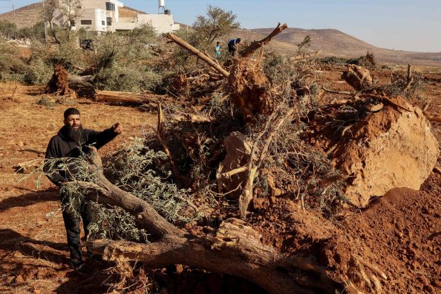 A Palestinian man looks at olive trees reportedly uprooted by Israeli soldiers using a bulldozer in the occupied West Bank village of Al-Mughayyir, north of Ramallah, on August 24, 2025. (Photo by Zain JAAFAR / AFP)