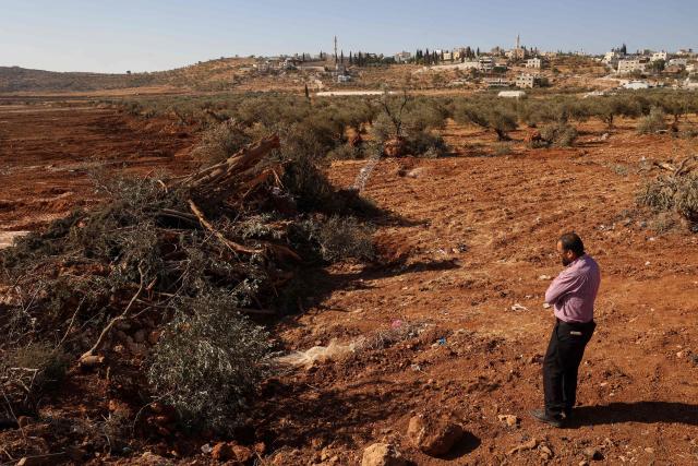 TOPSHOT - A Palestinian man looks at olive trees reportedly uprooted by Israeli soldiers using a bulldozer in the occupied West Bank village of Al-Mughayyir, north of Ramallah, on August 24, 2025. (Photo by Zain JAAFAR / AFP)