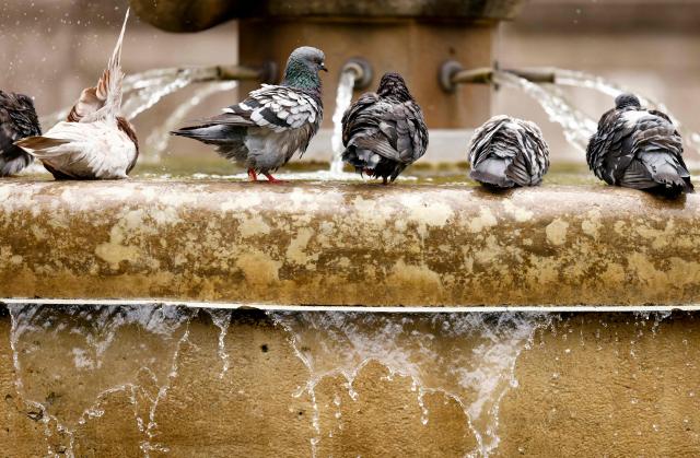 Pigeons perch on the fountain outside Neukoelln's City Hall in Berlin on August 28, 2025. (Photo by Odd ANDERSEN / AFP)