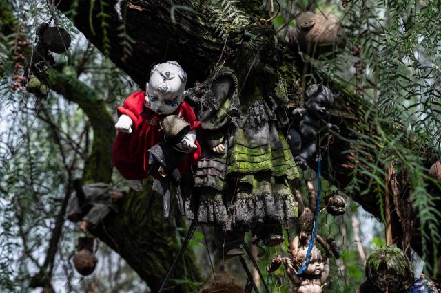 Old and deteriorated dolls hang on a tree at Isla de las Munecas (Island of the Dolls) in Xochimilco, Mexico on September 10, 2025. Naked or tattered plastic bodies hang from ancient trees. Severed heads, glass eyes staring at visitors. The macabre Island of the Dolls in Mexico City frightens many, but fascinated Lady Gaga and Tim Burton.. (Photo by Yuri CORTEZ / AFP)