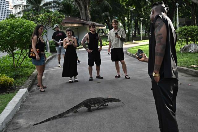 Visitors observe a monitor lizard in Lumpini Park in Bangkok on September 11, 2025. (Photo by Lillian SUWANRUMPHA / AFP)