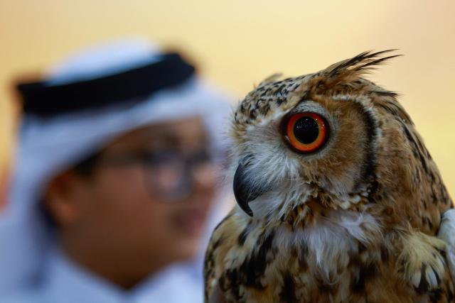 Visitors look at falcons at the Katara International Hunting and Falcons Exhibition 2025 (S'hail) at Katara Cultural Village in Doha on September 11, 2025. (Photo by Karim JAAFAR / AFP)