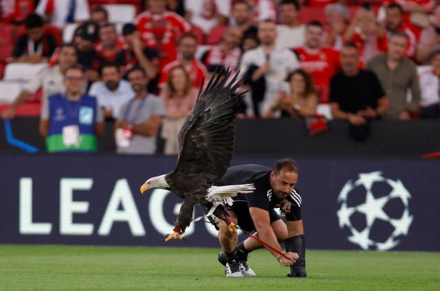 TOPSHOT - Benfica's mascot, a bald eagle named Vitoria, is pictured before the UEFA Champions League first round day 1 football match between SL Benfica and Garabagh at the Luz stadium in Lisbon on September 16, 2025. (Photo by FILIPE AMORIM / AFP)