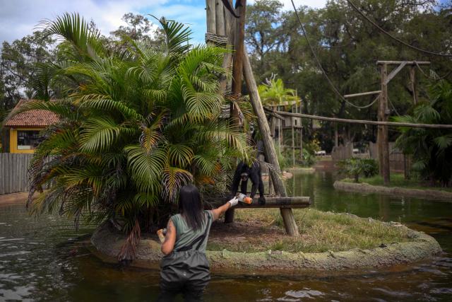 A zookeeper gives a fruit popsicle to a spider monkey (Ateles) at Rio BioPark Zoo in Rio de Janeiro, Brazil, on September 18, 2025. To help the animals cope with the high temperatures, zookeepers provide popsicles made from meat or fruits. (Photo by Mauro PIMENTEL / AFP)