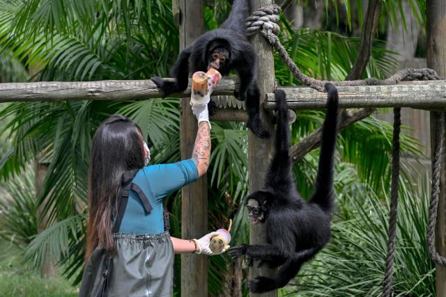 A zookeeper gives fruit popsicles to spider monkeys (Ateles) at Rio BioPark Zoo in Rio de Janeiro, Brazil, on September 18, 2025. To help the animals cope with the high temperatures, zookeepers provide popsicles made from meat or fruits. (Photo by Mauro PIMENTEL / AFP)