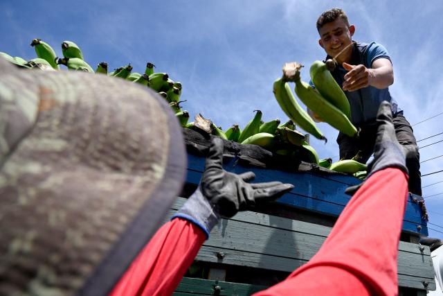 Workers unload green bananas from a truck at the Zona Belen market in Tegucigalpa on September 18, 2025. (Photo by Orlando SIERRA / AFP)