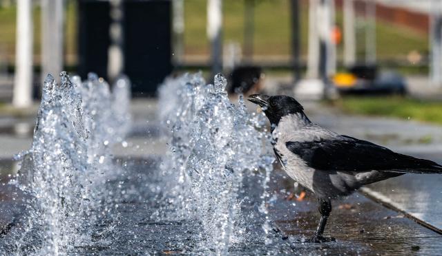 A hooded crow drinks from a fountain in Berlin's Mitte district on September 29, 2025. (Photo by John MACDOUGALL / AFP)