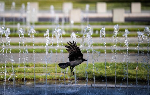 A hooded crow takes flight after drinking from a fountain in Berlin's Mitte district on September 29, 2025. (Photo by John MACDOUGALL / AFP)