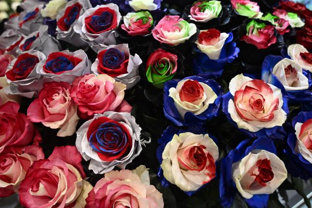 Flowers from different parts of the country are displayed during the international Proflora fair in Bogota on October 2, 2025. (Photo by Raul ARBOLEDA / AFP)