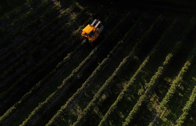(FILES) This aerial picture taken on September 19, 2025 shows a grape harvesting machine harvesting grape at a Chateau Montifaud vineyard in Echebrune, Cognac region, southwestern France. Harvest estimates for 2025 in France have been revised downwards to reach a volume close to the already low level of 2024, mainly due to the impact of the August heatwave, the Ministry of Agriculture said on October 7, 2025. (Photo by Christophe ARCHAMBAULT / AFP)