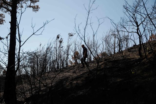 Chief firefighter Ilir Llapushi inspects the burned forest in Skenderbegas, near Gramsh, on September 16, 2025. Weeks of violent wildfires have devastated pine forests around Skenderbegas in central Albania’s Gramsh region, destroying more than 700 hectares of woodland and dozens of homes with livestock and wildlife among the victims, as the country faced extreme heat and drought on summer 2025, making it one of the Balkan nations most affected by wildfires. (Photo by Adnan Beci / AFP)