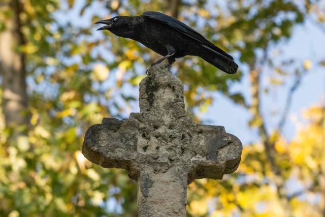 A carrion crow croaks on the cross of a tomb at the Pere Lachaise cemetery in Paris on October 12, 2025. (Photo by Martin LELIEVRE / AFP)
