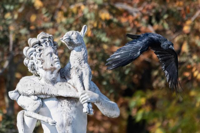 A carrion crow flies off from a statue at the Jardin des Tuileries in Paris on October 12, 2025. (Photo by Martin LELIEVRE / AFP)